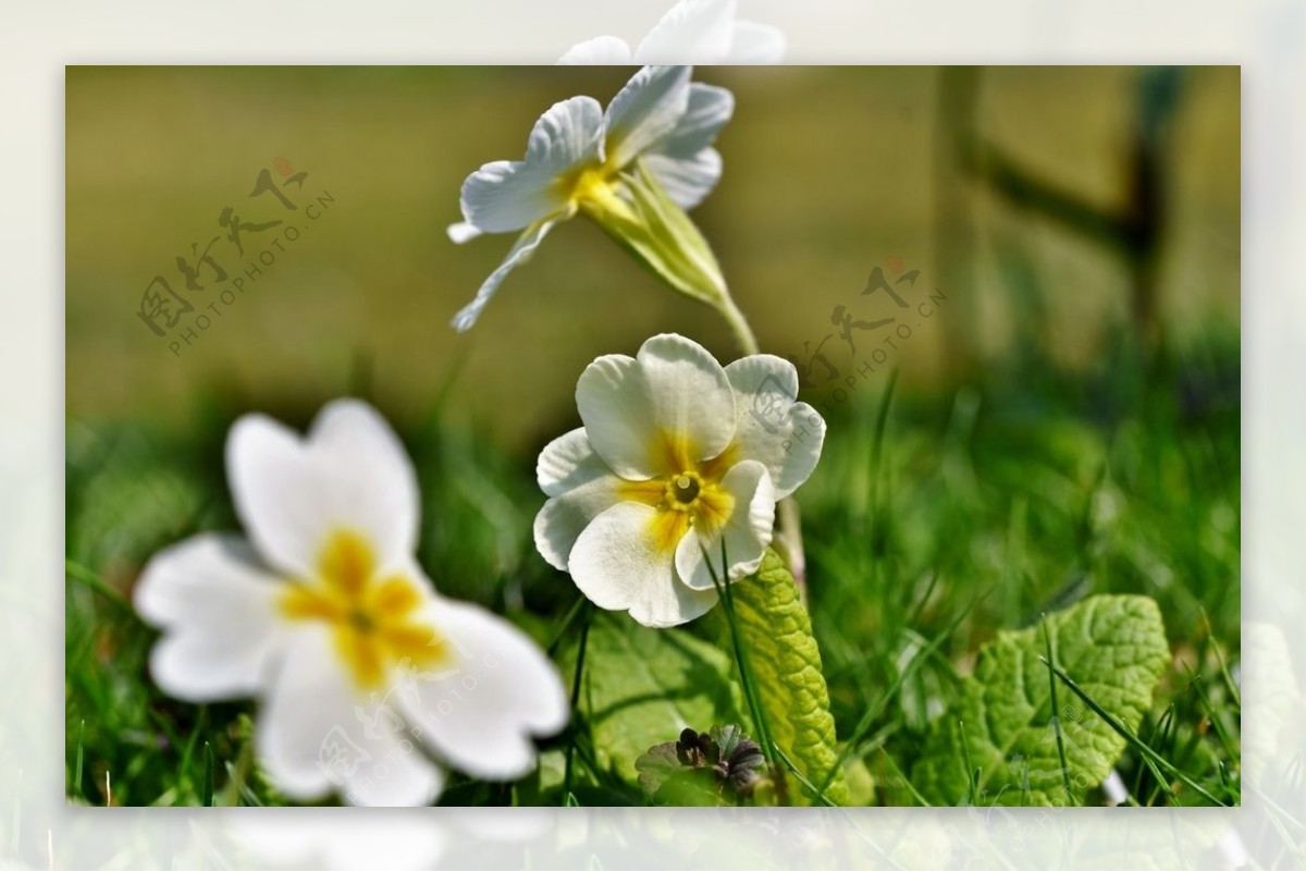 春天 报春花 花园 - Pixabay上的免费照片 - Pixabay