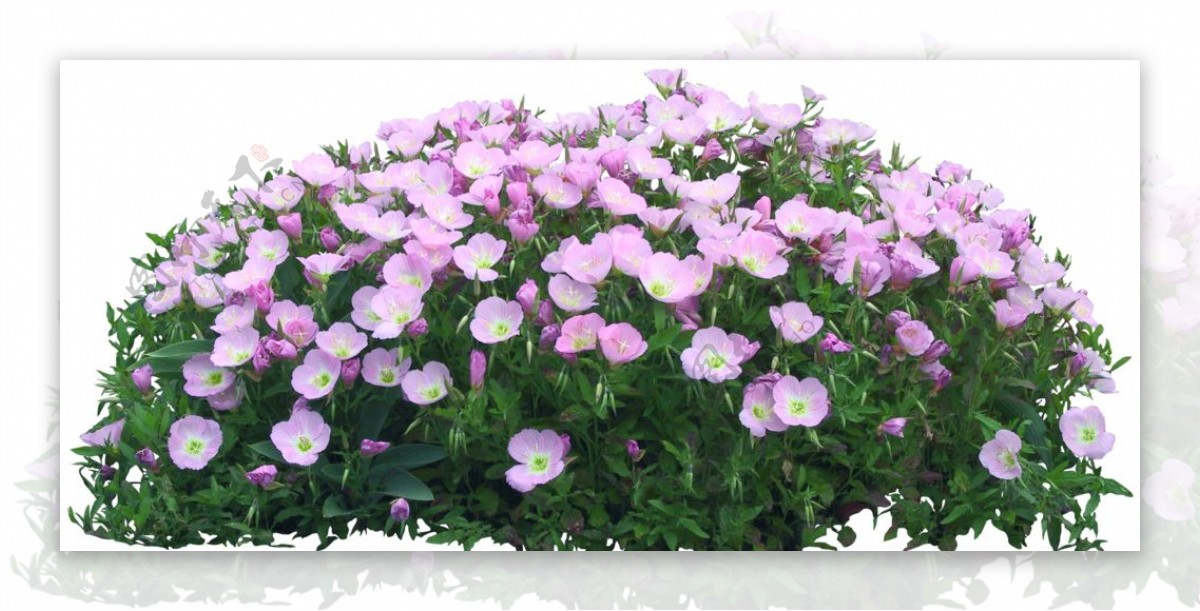 小花贴图素材粉紫花