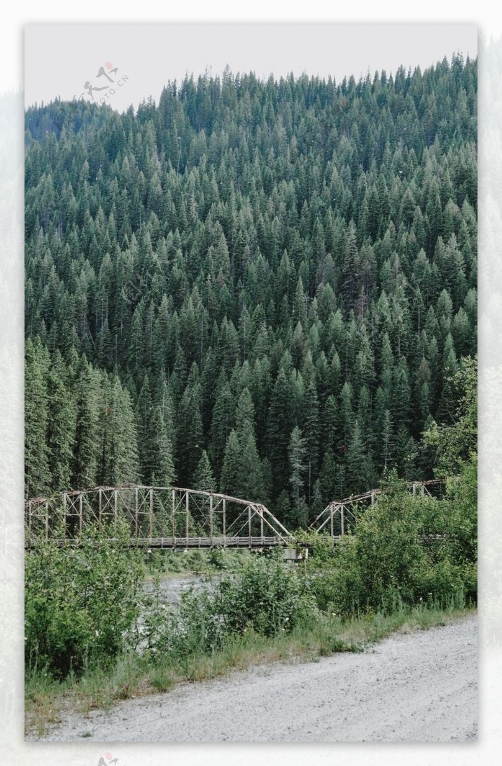 树林桥梁