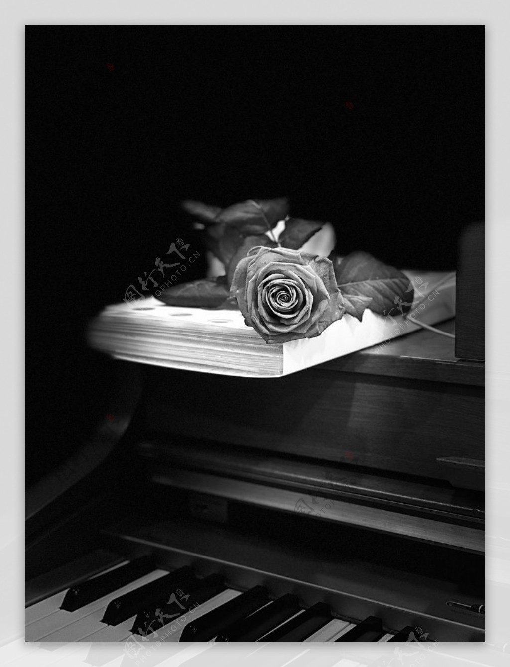 钢琴玫瑰图片