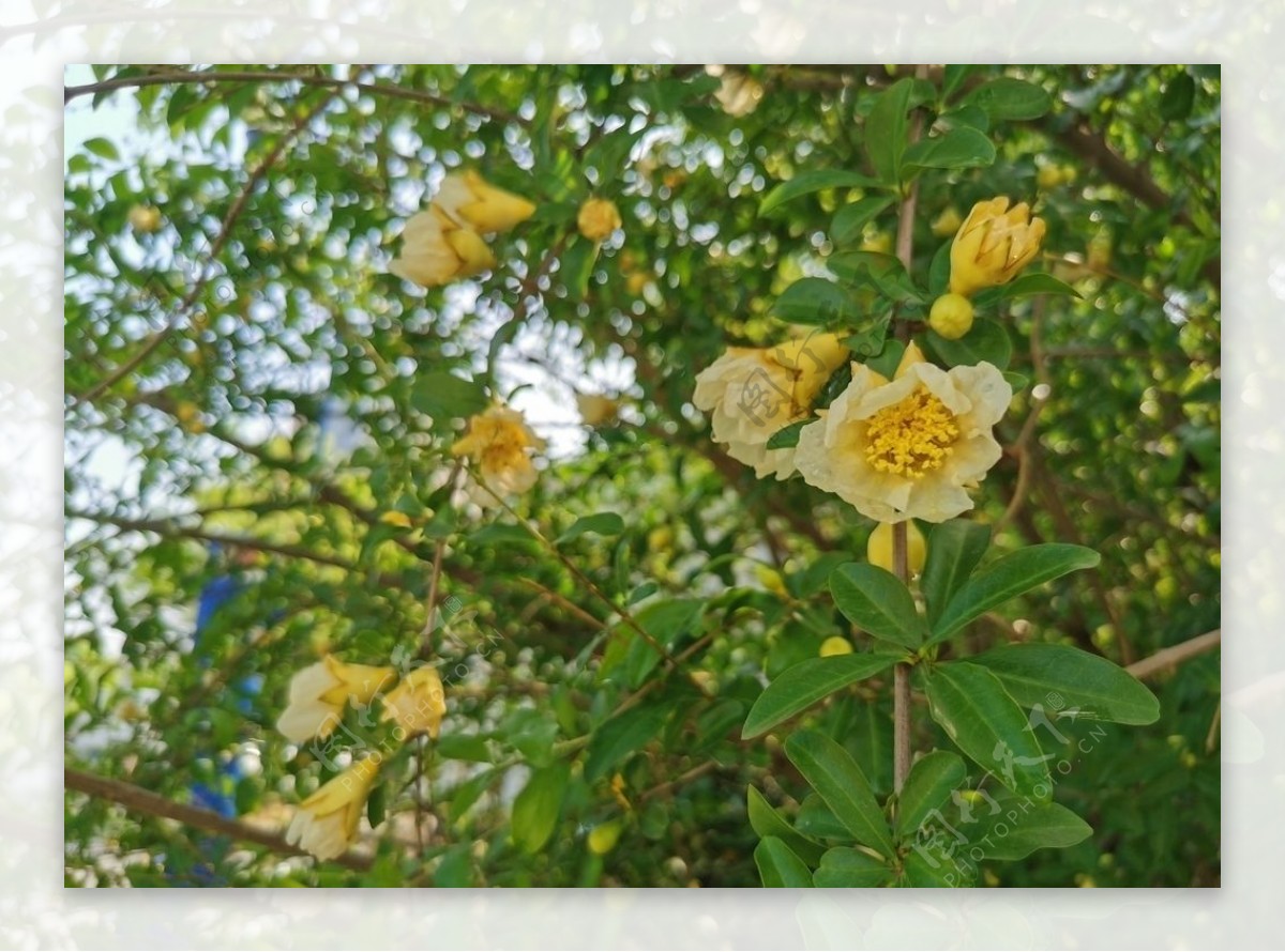 春夏白色花朵野餐ins