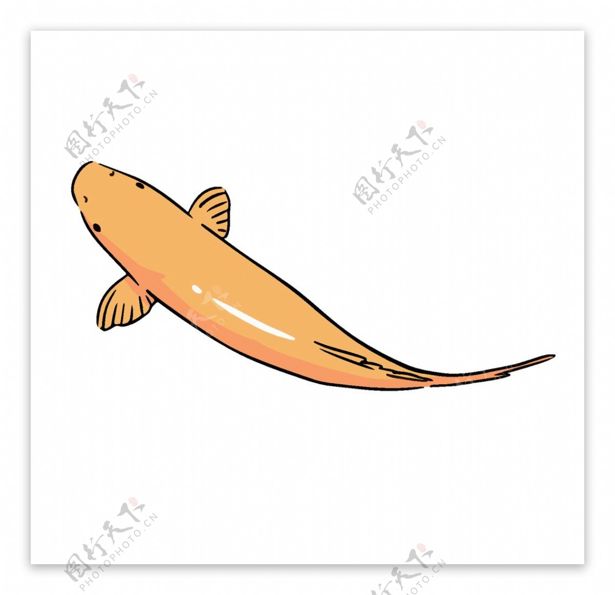 鲤鱼插画图案