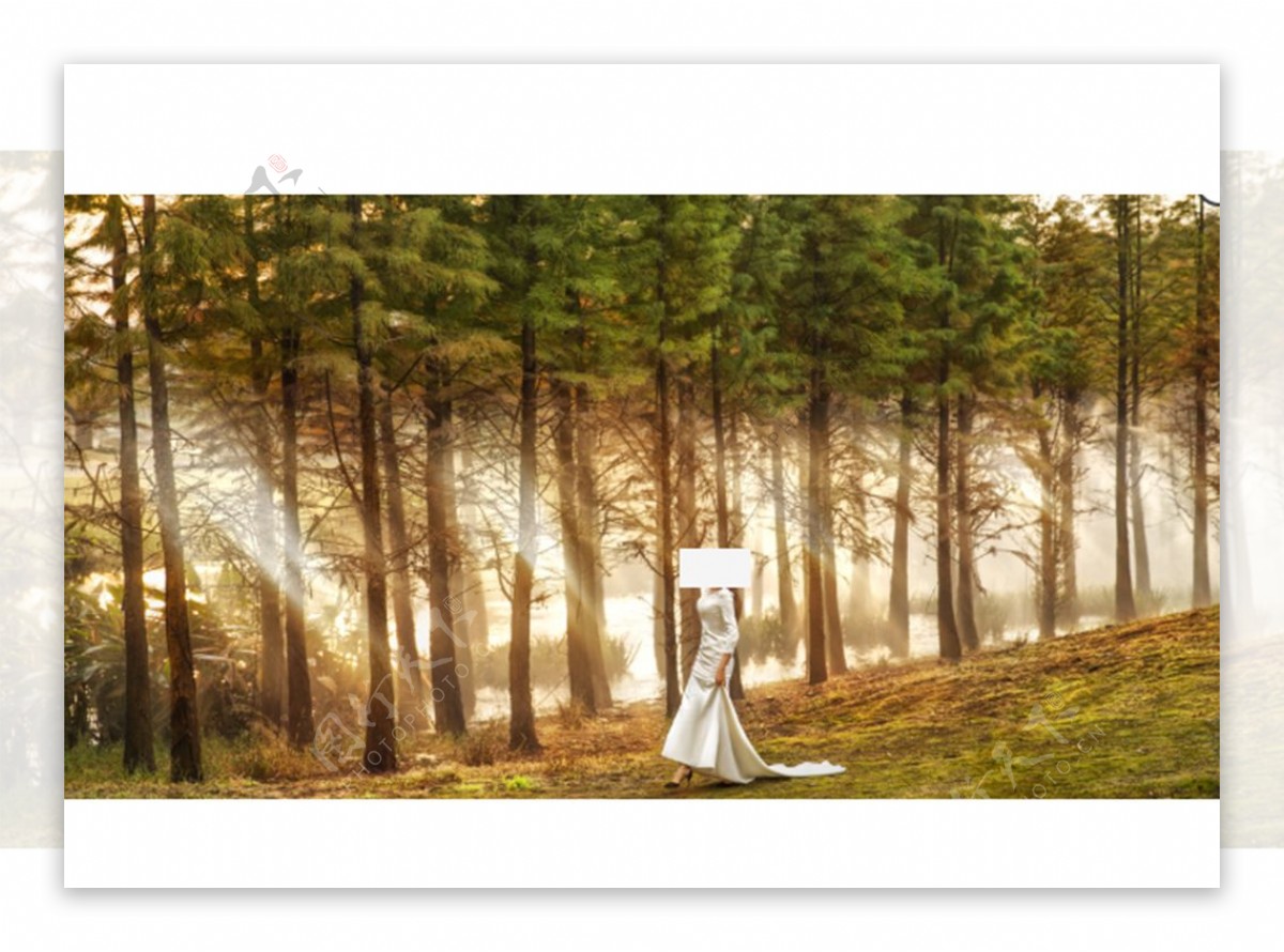 婚纱照树林