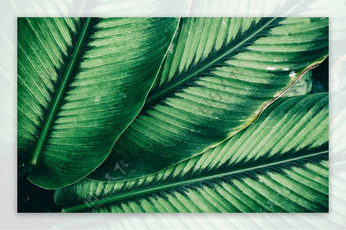 树叶绿叶粽粑芭蕉质感森系