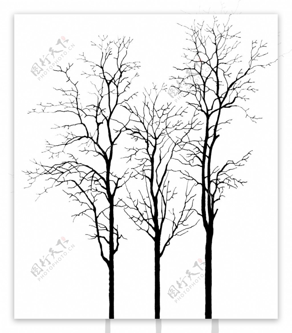 冬树枯树造型树干树树图片