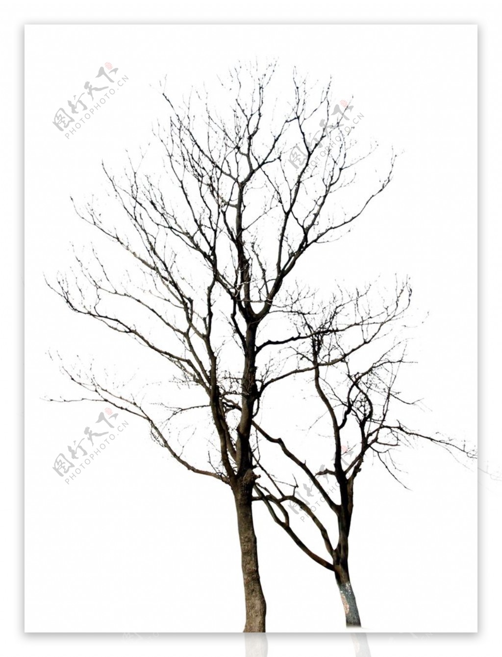 冬树枯树造型树干树树