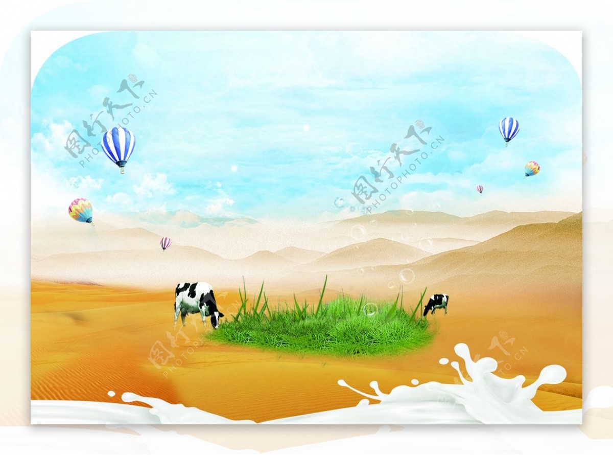 沙漠草地奶牛