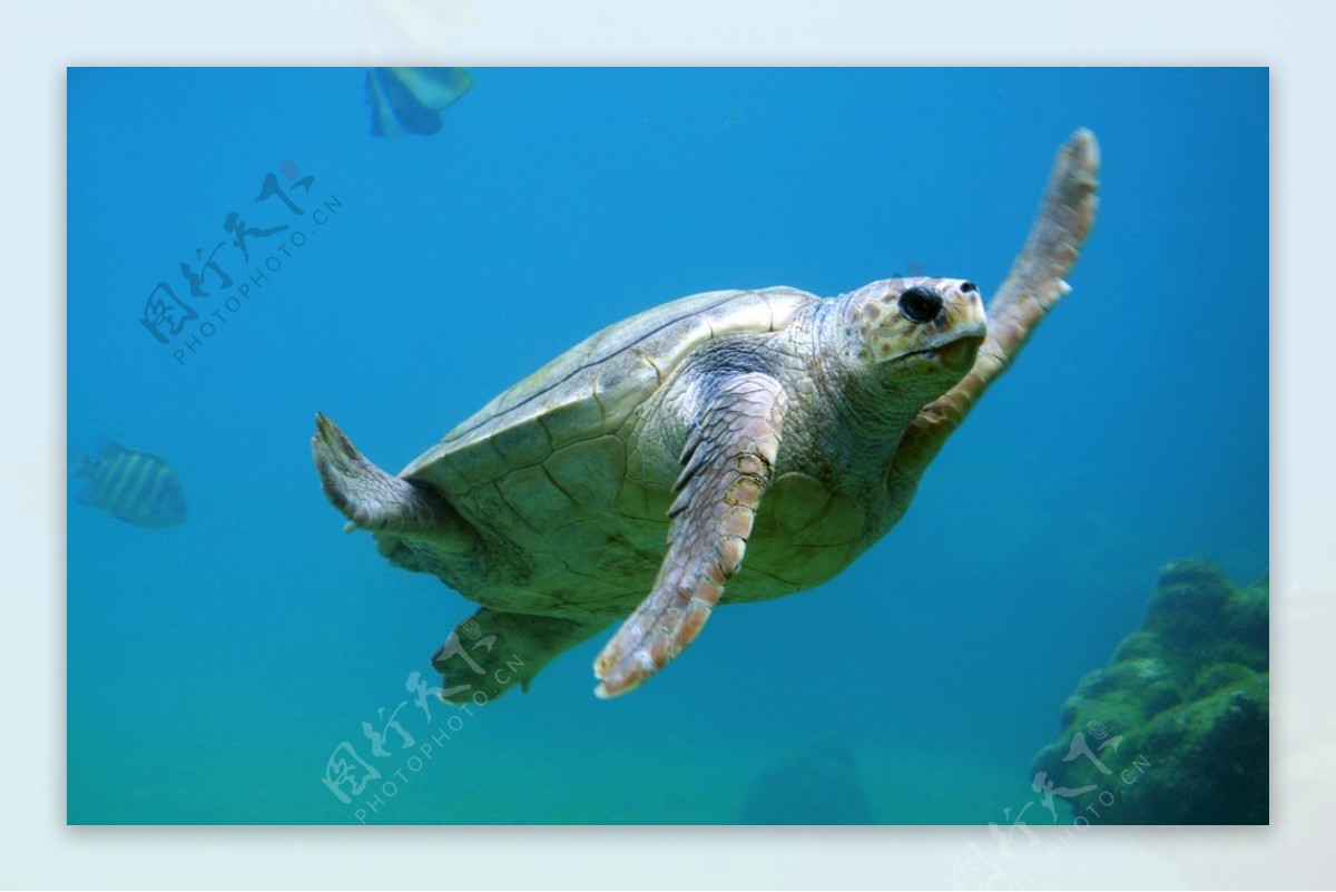 海龟海底桌面壁纸