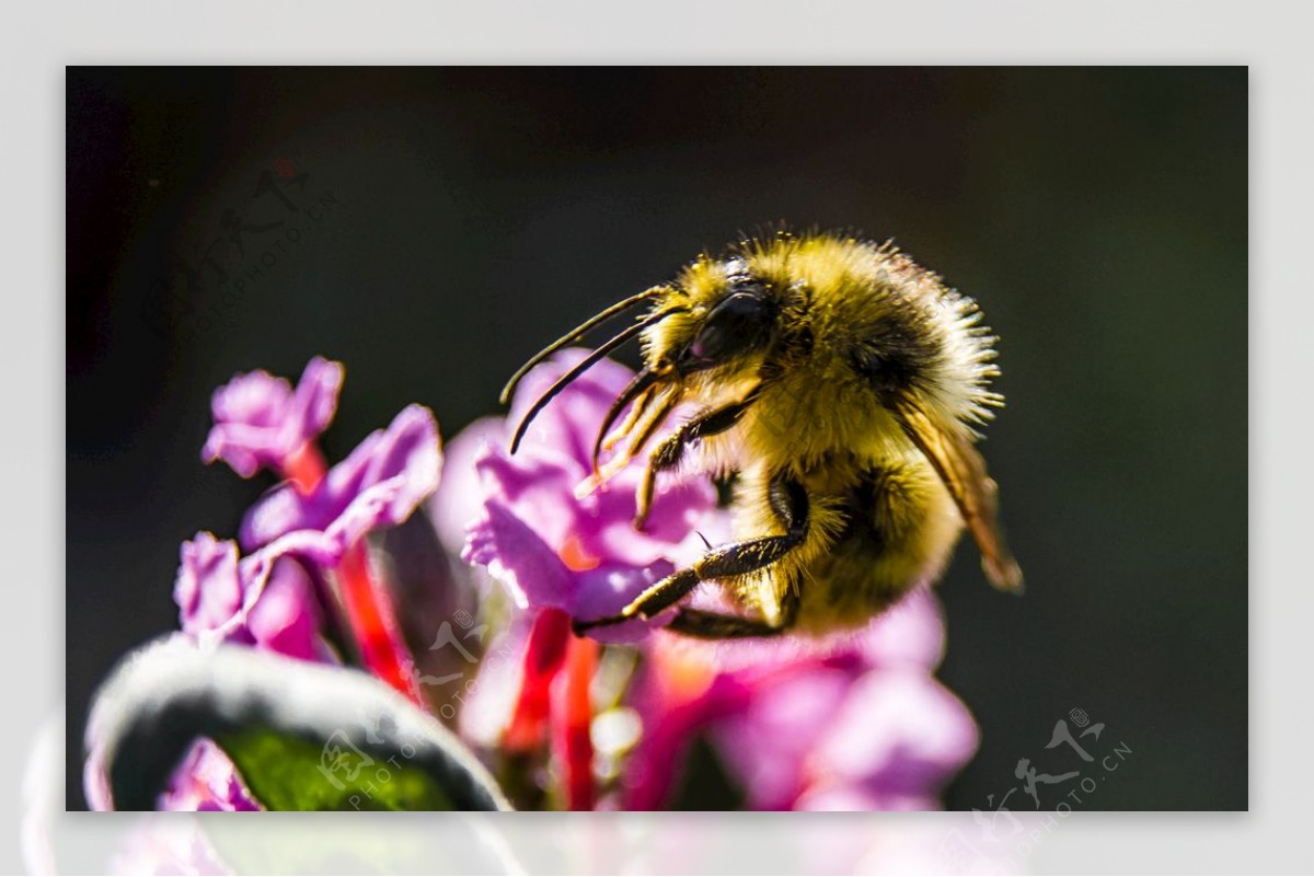 蜜蜂采花粉桌面壁纸