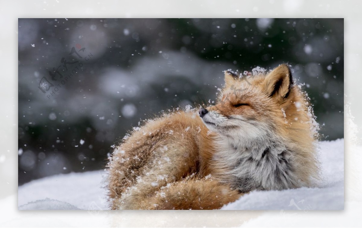 狐狸野生动物雪花背景