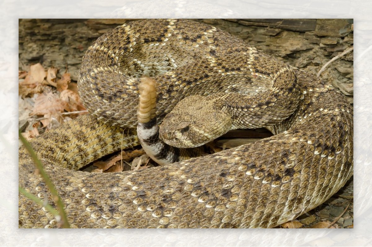 自然生物蛇类摄影