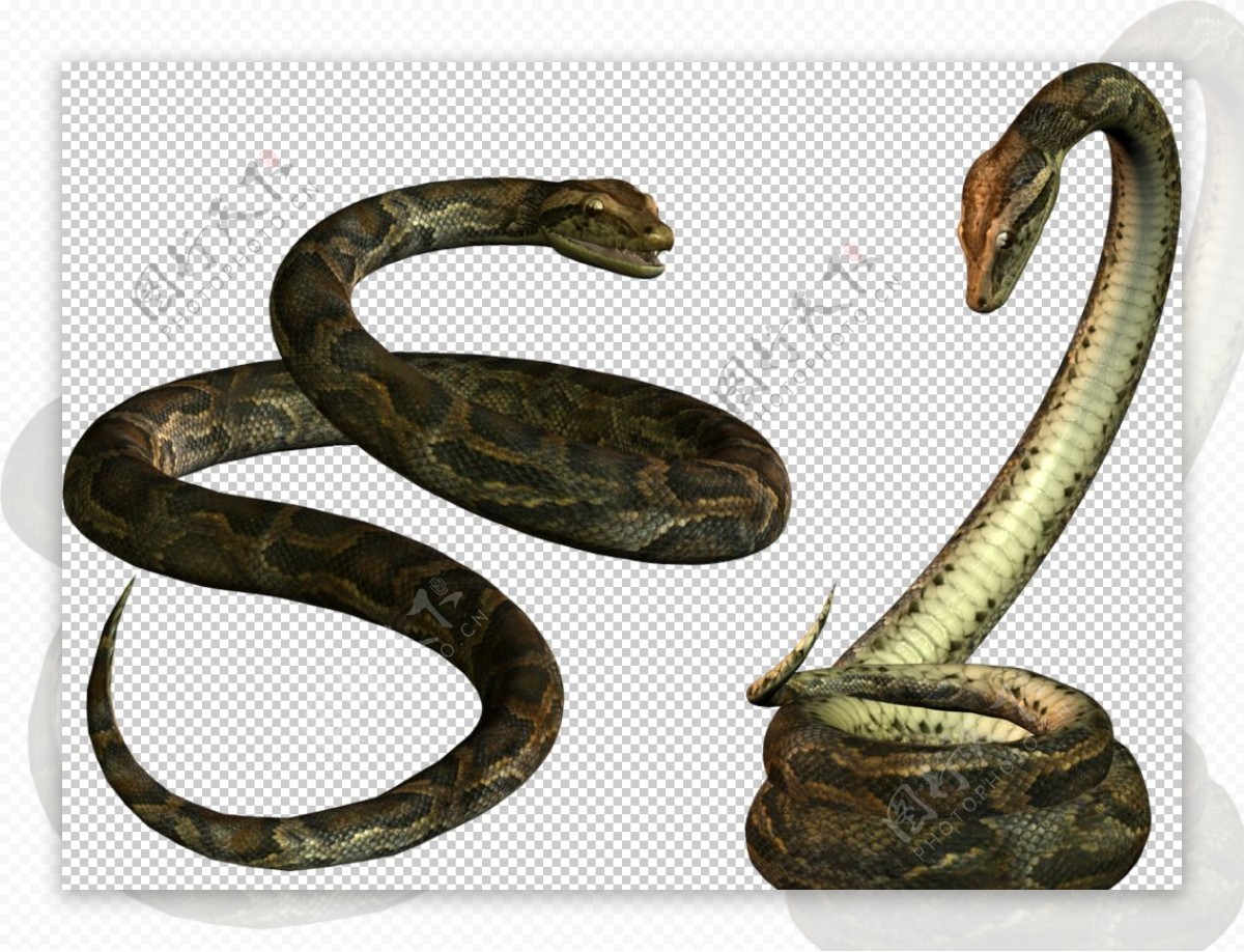 自然动物蛇图案