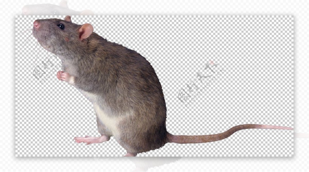 动物老鼠图案