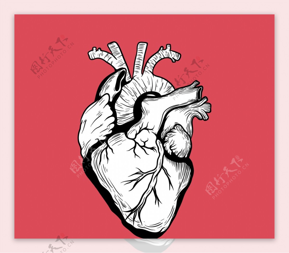 手绘人体心脏