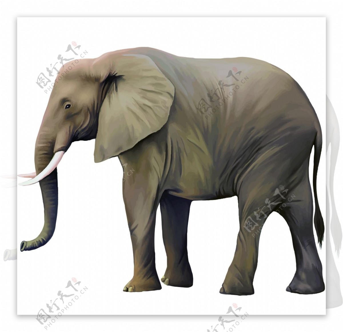 大象动物生物水彩装饰素材
