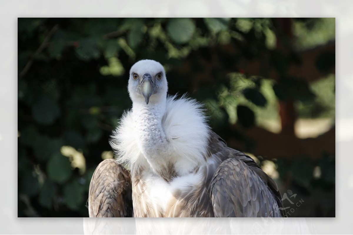 高山秃鹫-甘肃野生动物-图片