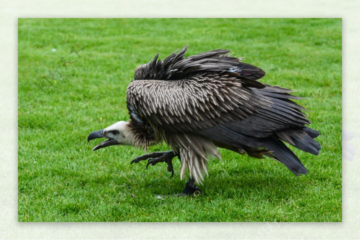 秃鹫-甘肃野生动物-图片