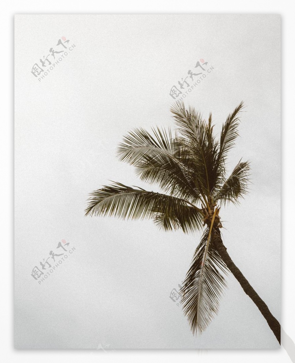 椰子树树木自然风景生态素材图片