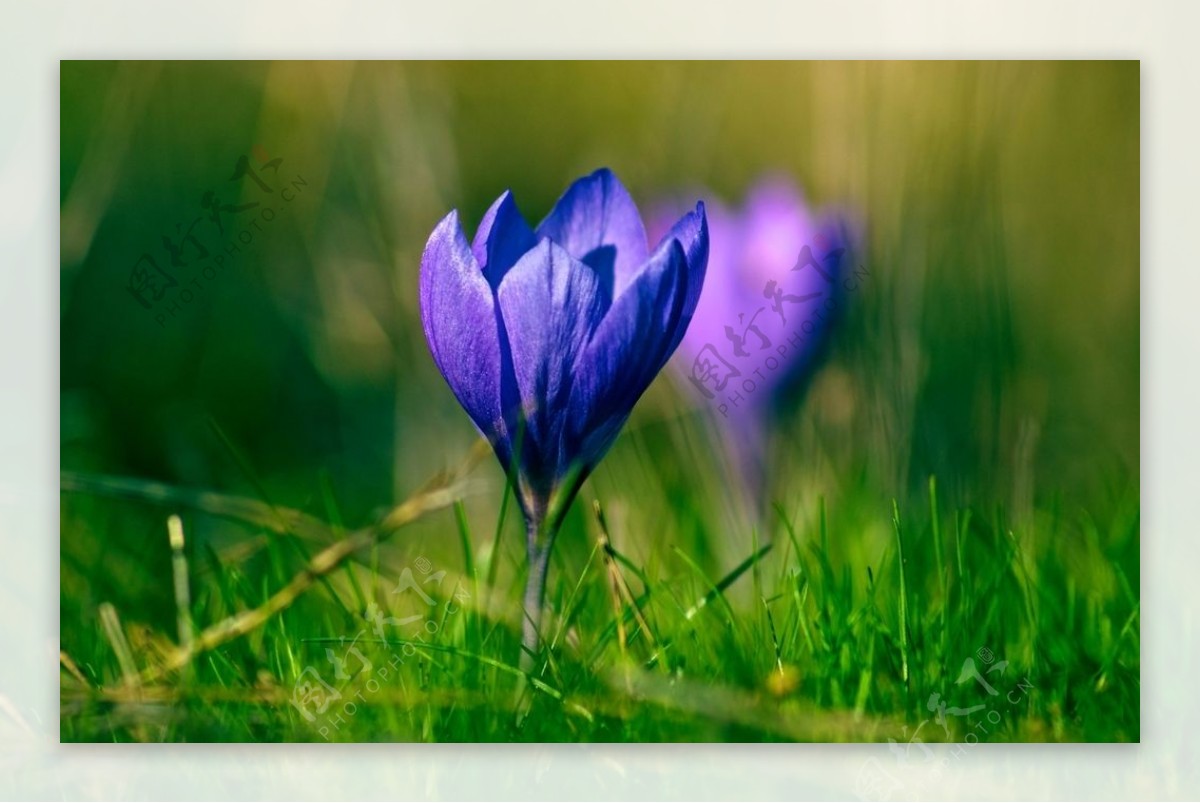 春天紫色小花图片