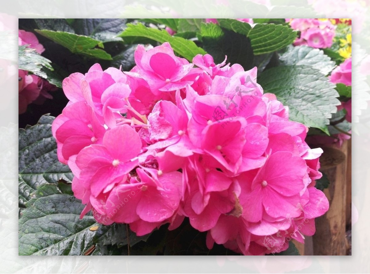 粉红色鲜花花卉图片