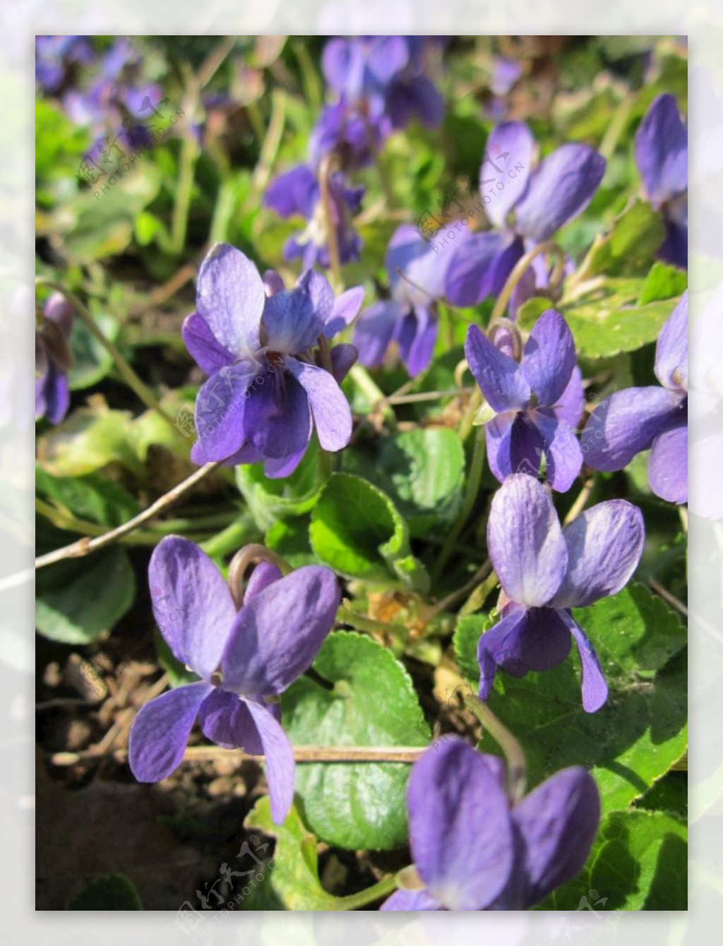 紫罗兰鲜花图片