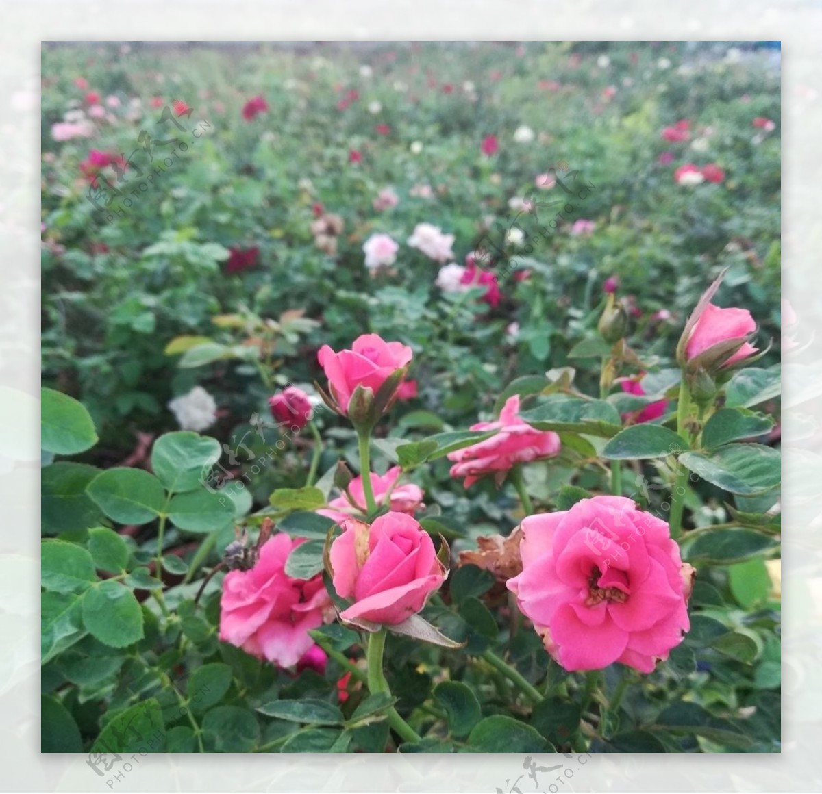 玫瑰花花场图片