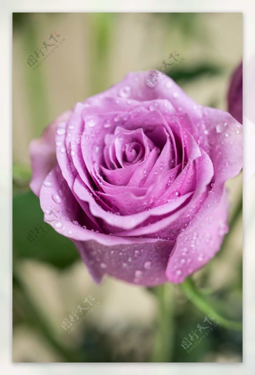 紫色玫瑰花图片素材-编号39023800-图行天下