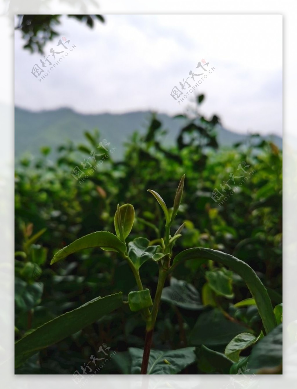 茶叶嫩芽图片