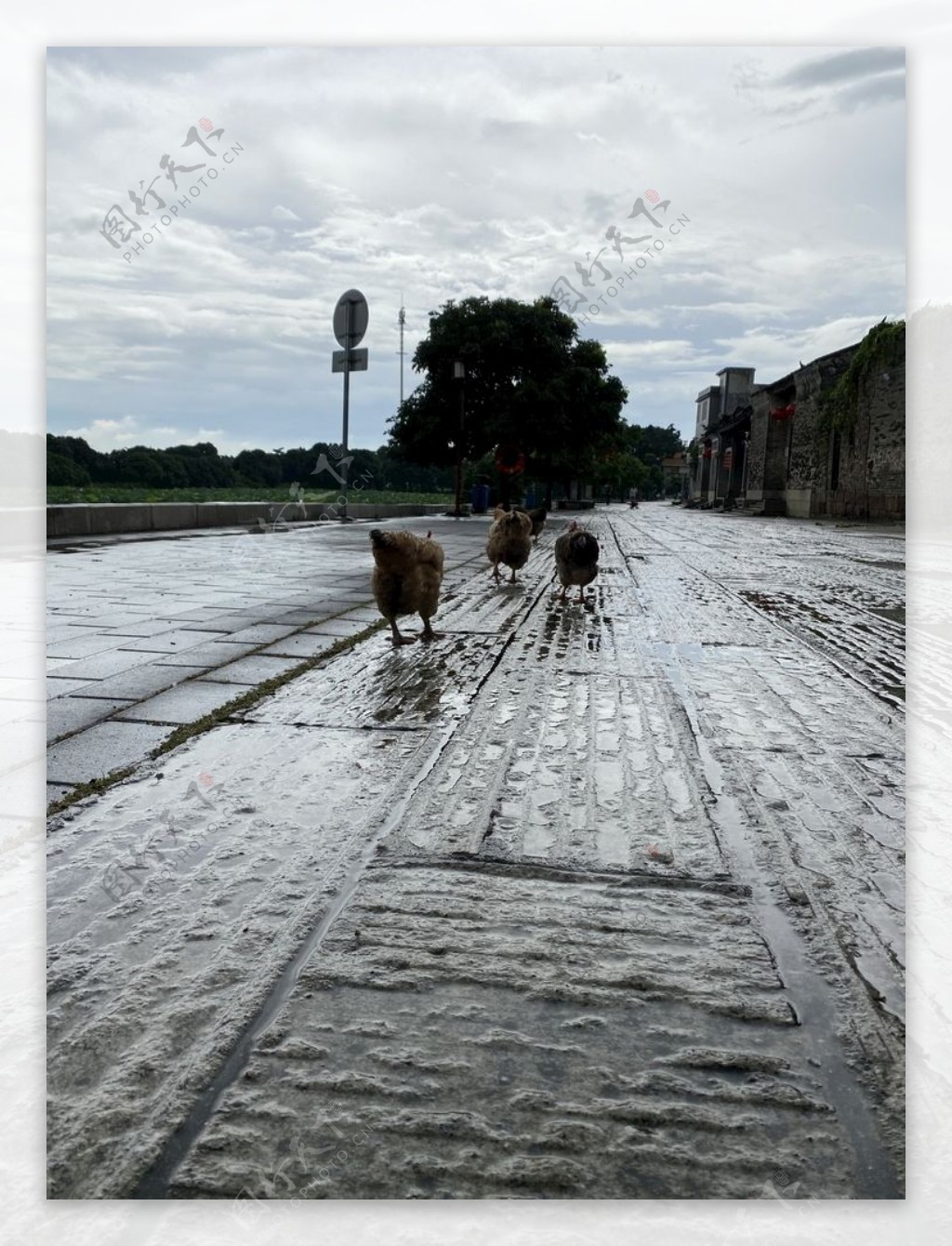 雨后走鸡图图片