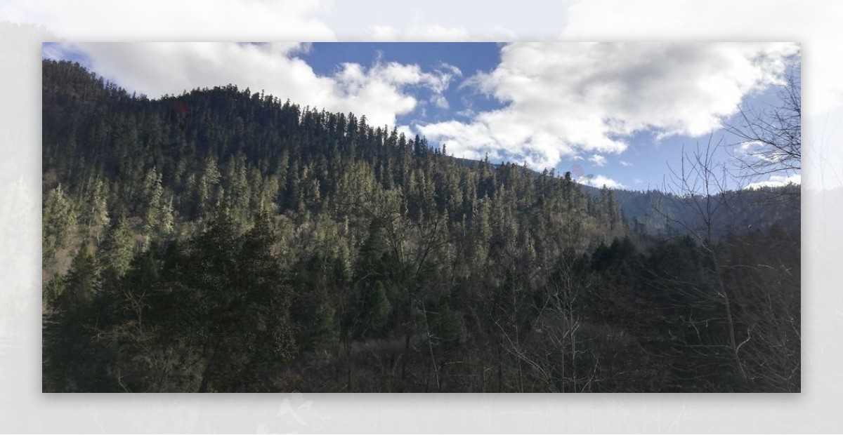 雪松树林风景图片