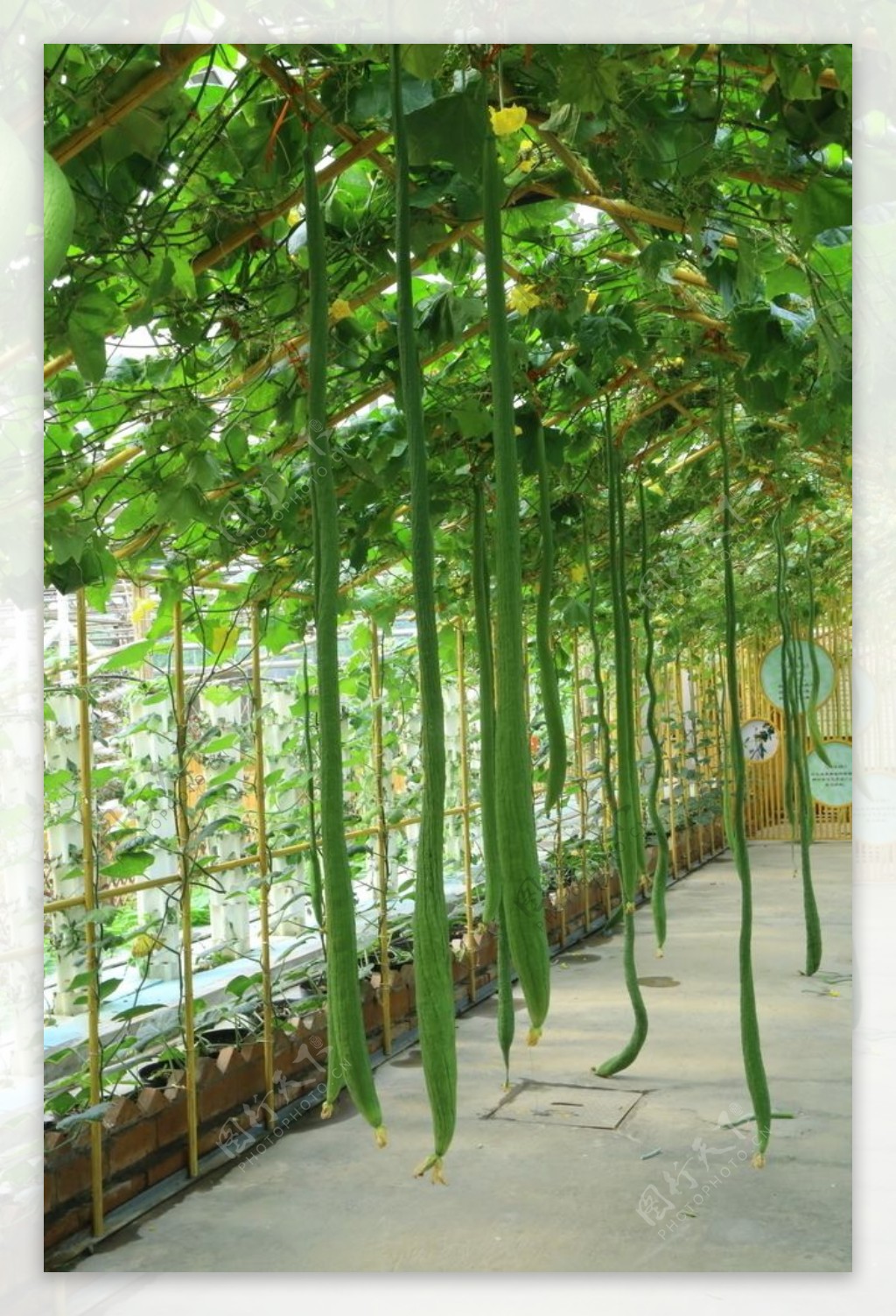 丝瓜-铁岭植物-图片