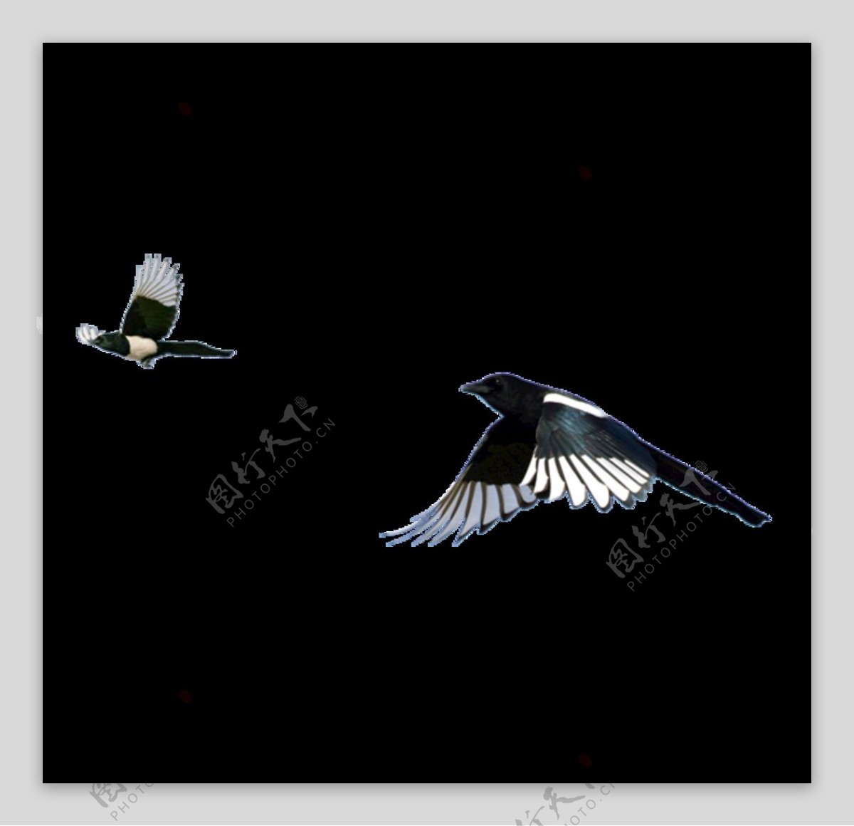 鸟设计图__鸟类_生物世界_设计图库_昵图网nipic.com