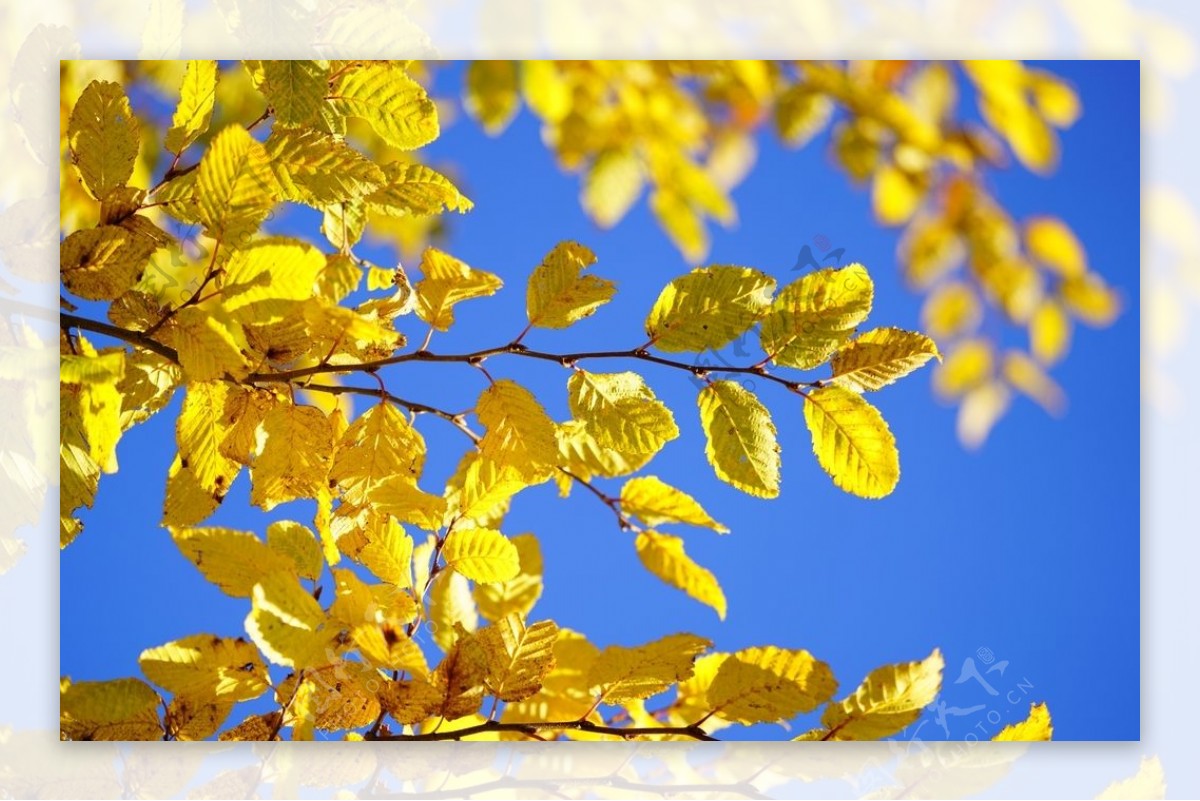 秋季金黄的山毛榉树叶图片