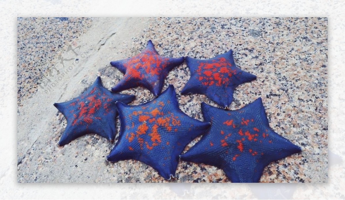 海边摄影图蓝色斑点海星摄影图图片