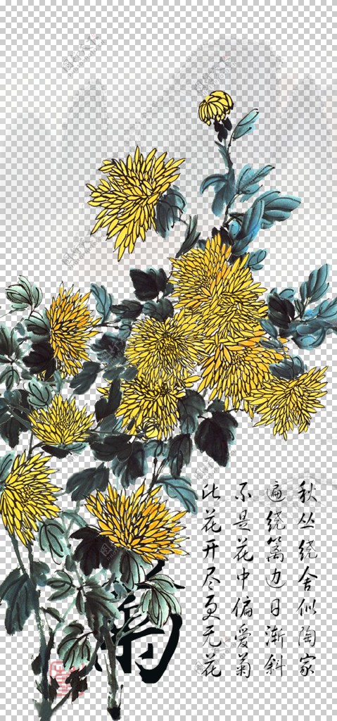 菊花素材图片