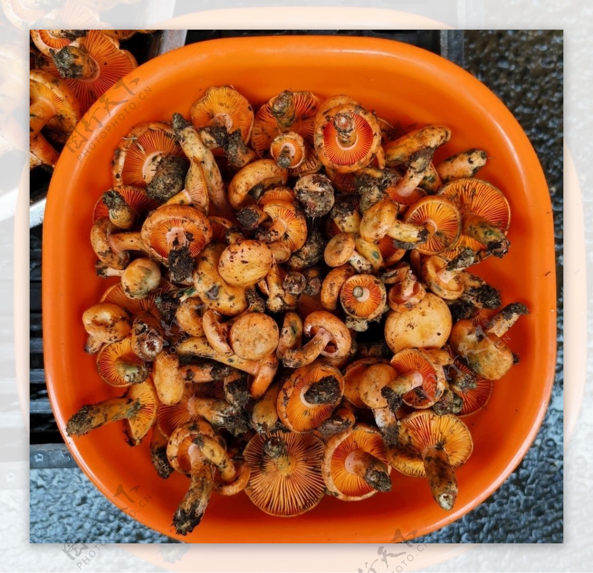 枞菌菇图片
