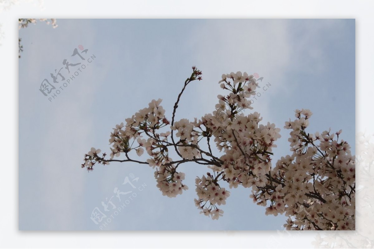 盛开的樱花二月的风图片
