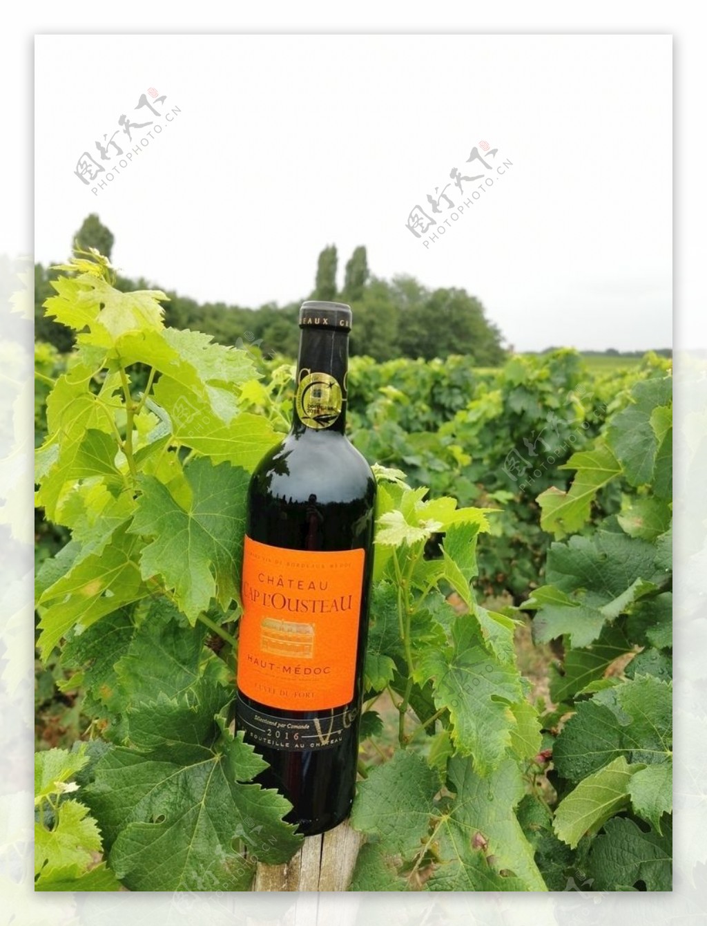 法国康曼笛卡萨图的葡萄酒图片