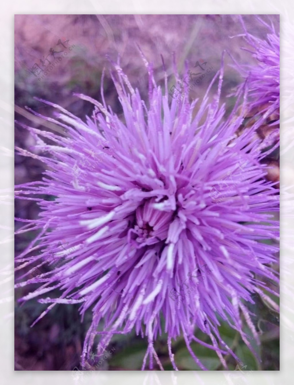 荆棘花粉色野花药材植物图片