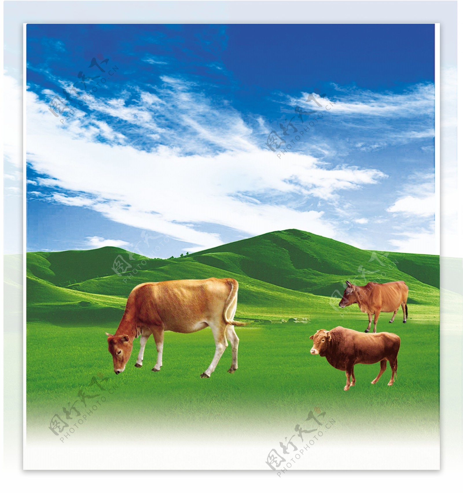 牛羊草原图片