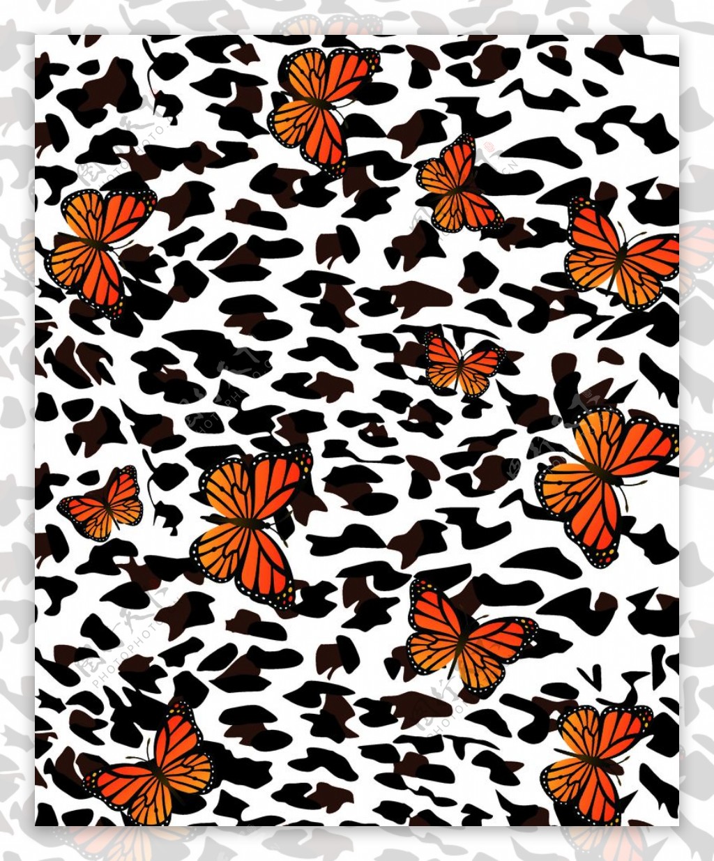 豹纹蝴蝶图片