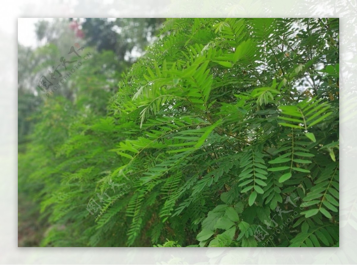 绿植绿叶植物图片