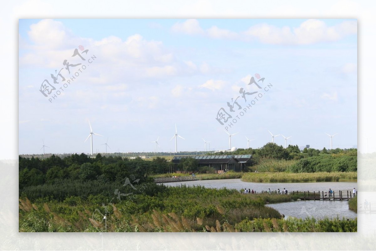 湿地风车图片