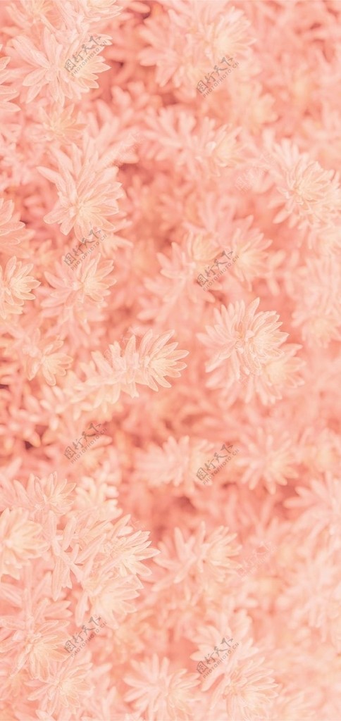 粉色的花图片