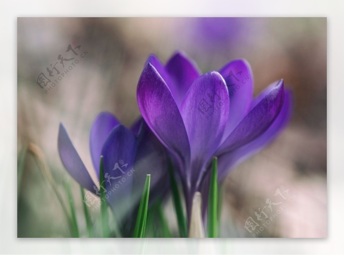 紫色花番红花图片