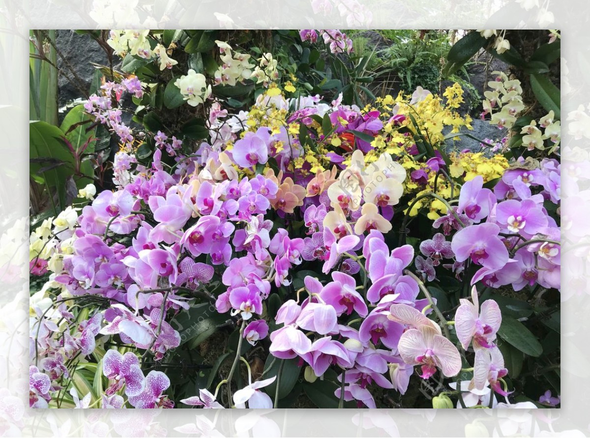 蝴蝶兰花圃图片
