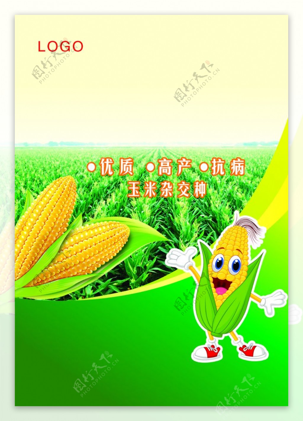 玉米种子图片