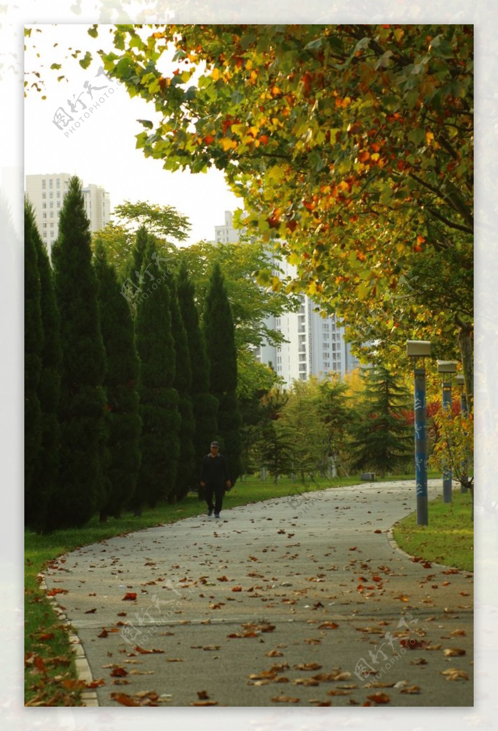 秋季公园落叶图片