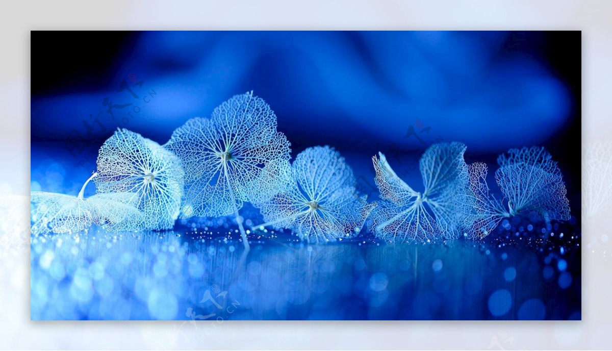 蓝色梦幻花朵茎干图片