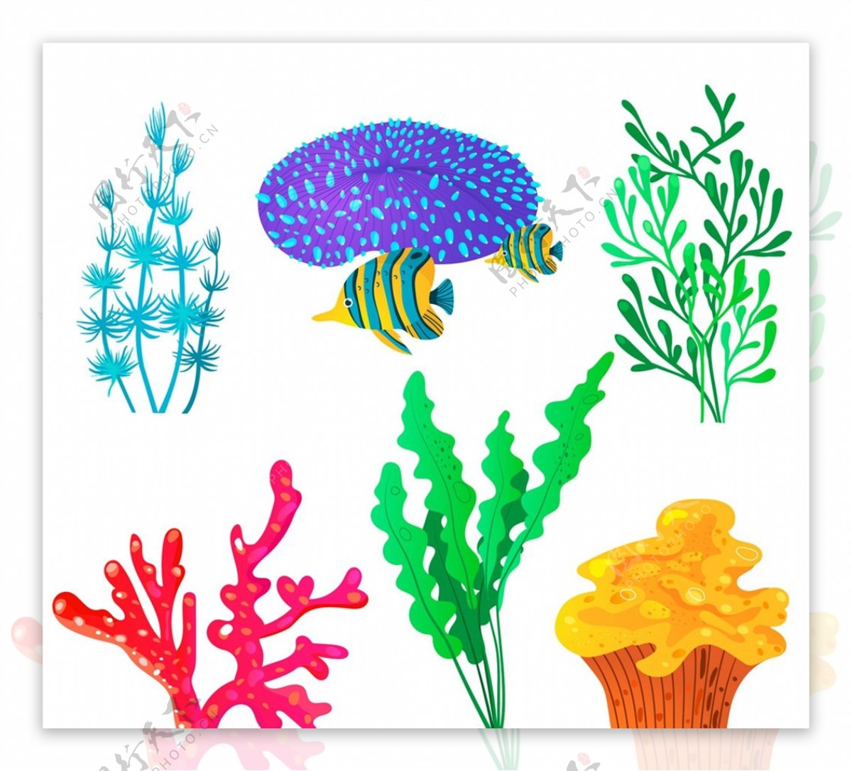 款彩色珊瑚图片